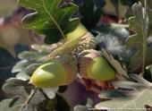 Valley oak acorns